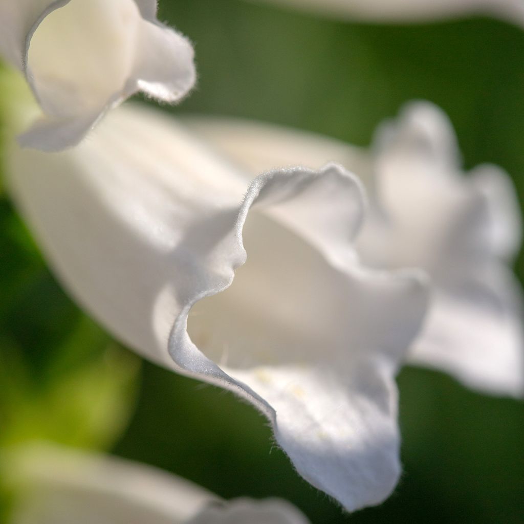 Rohtosormustinkukka Alba