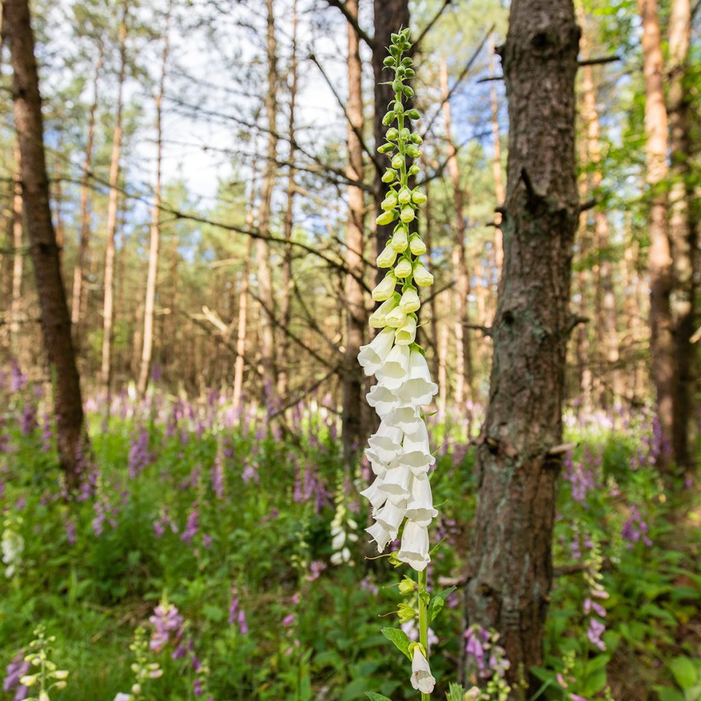 Rohtosormustinkukka Alba
