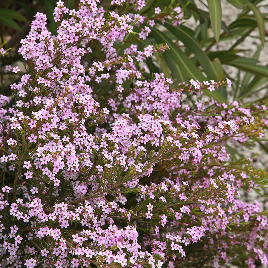Diosma hirsuta Pink Diamond