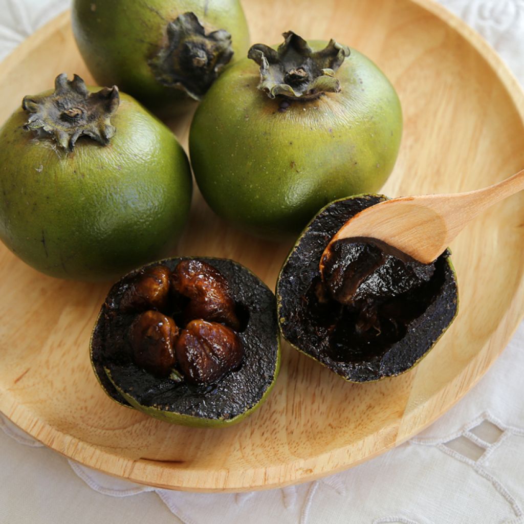 Musta sapote - Diospyros digyna