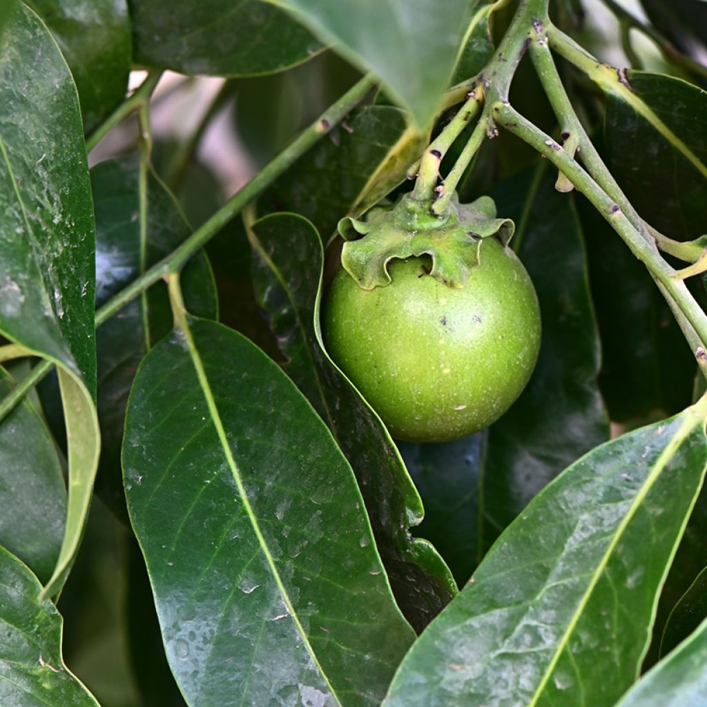 Musta sapote - Diospyros digyna
