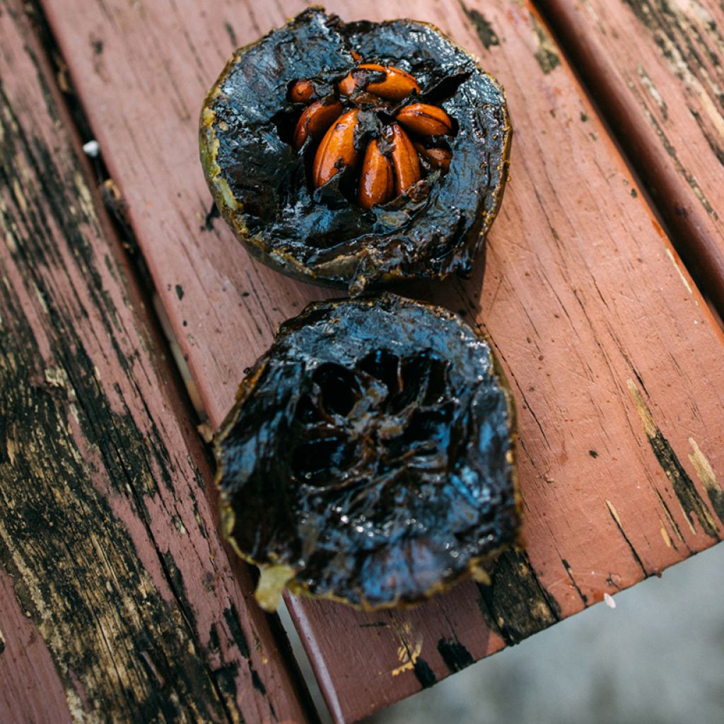 Musta sapote - Diospyros digyna