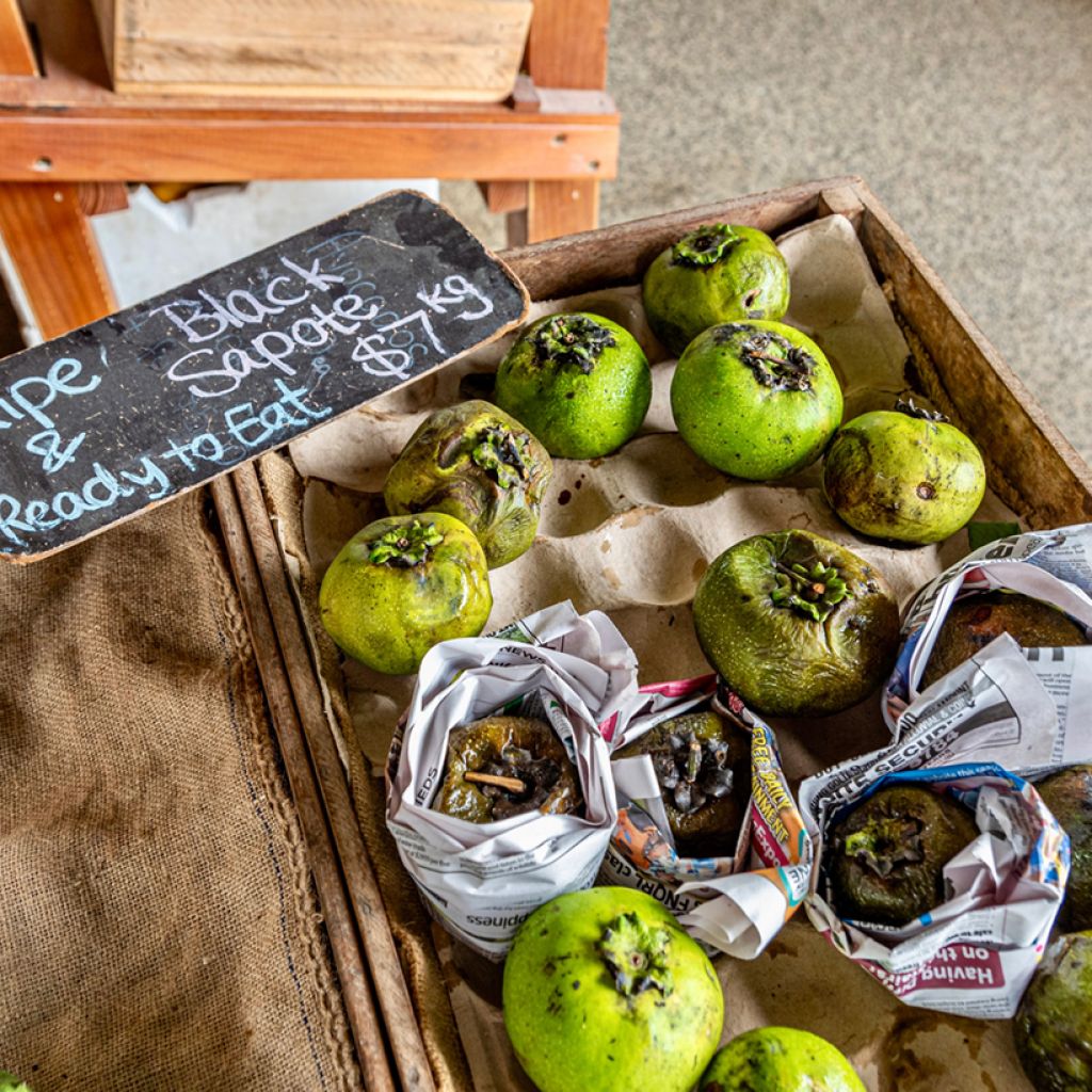 Musta sapote - Diospyros digyna