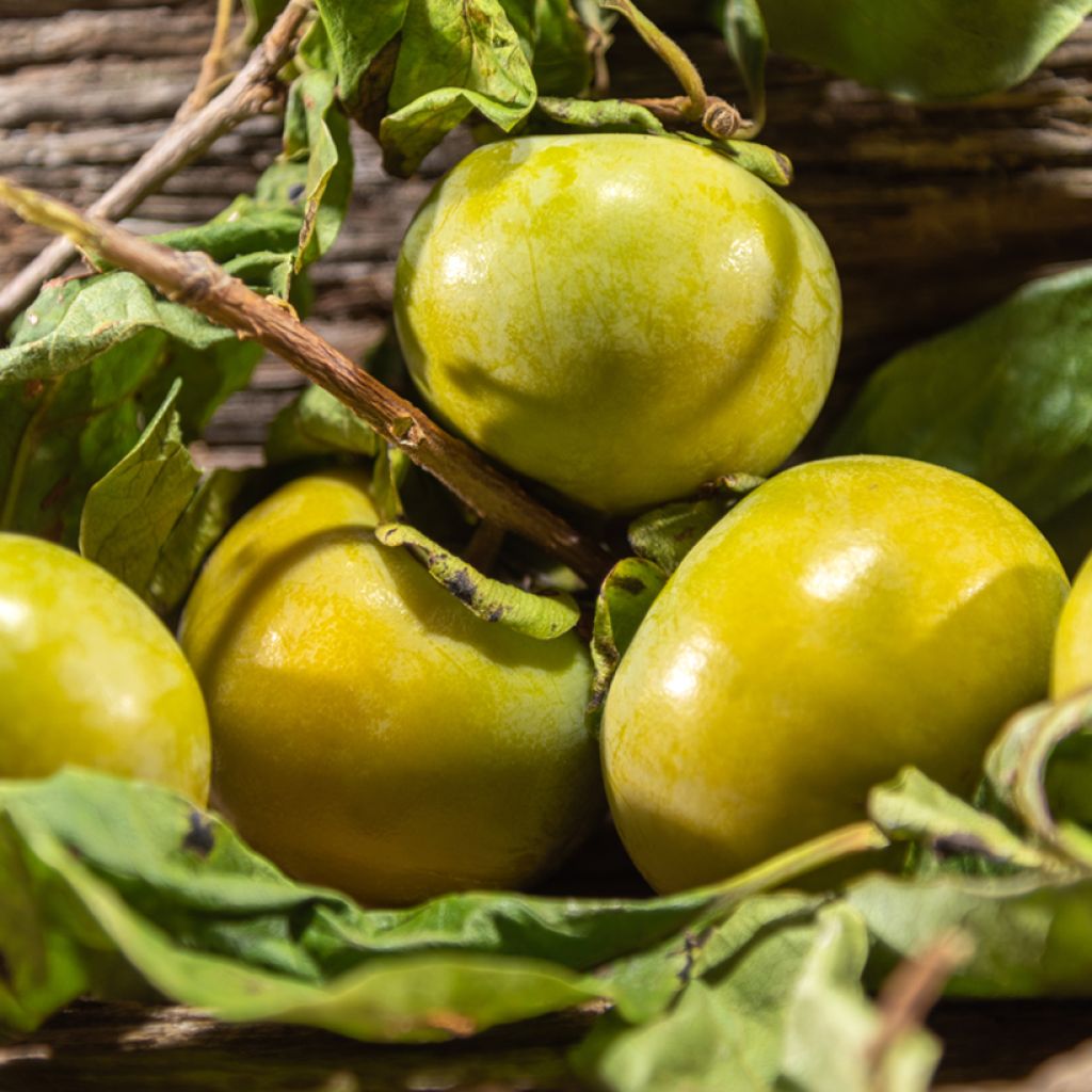 Musta sapote - Diospyros digyna