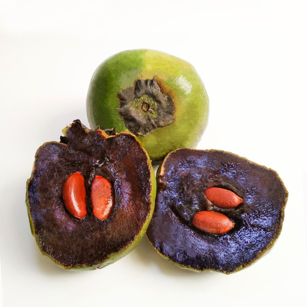 Musta sapote - Diospyros digyna