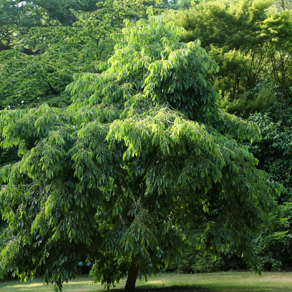 Amerikanpersimoni - Diospyros virginiana