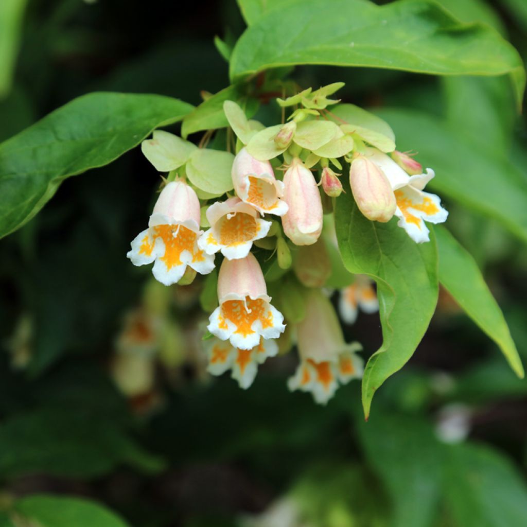 Dipelta yunnanensis