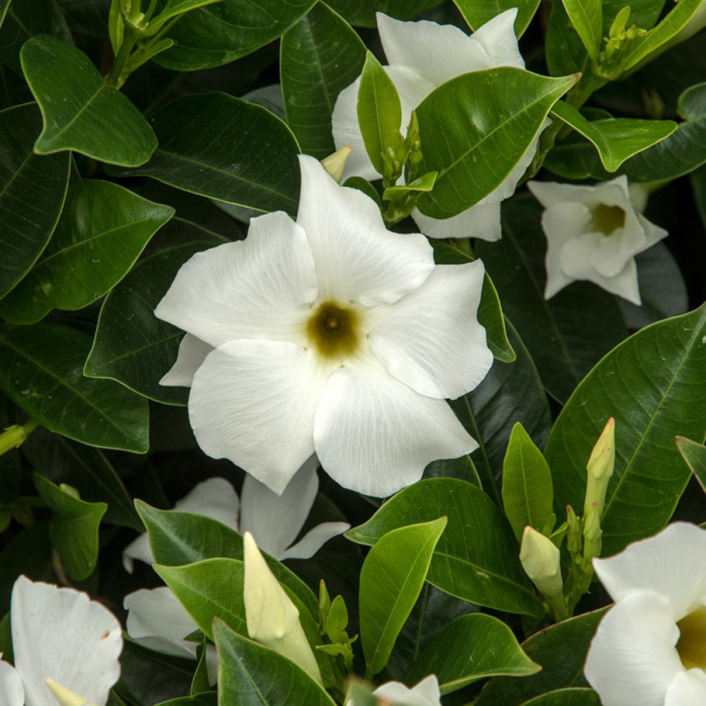 Ruusumaljaköynnös BELLA White