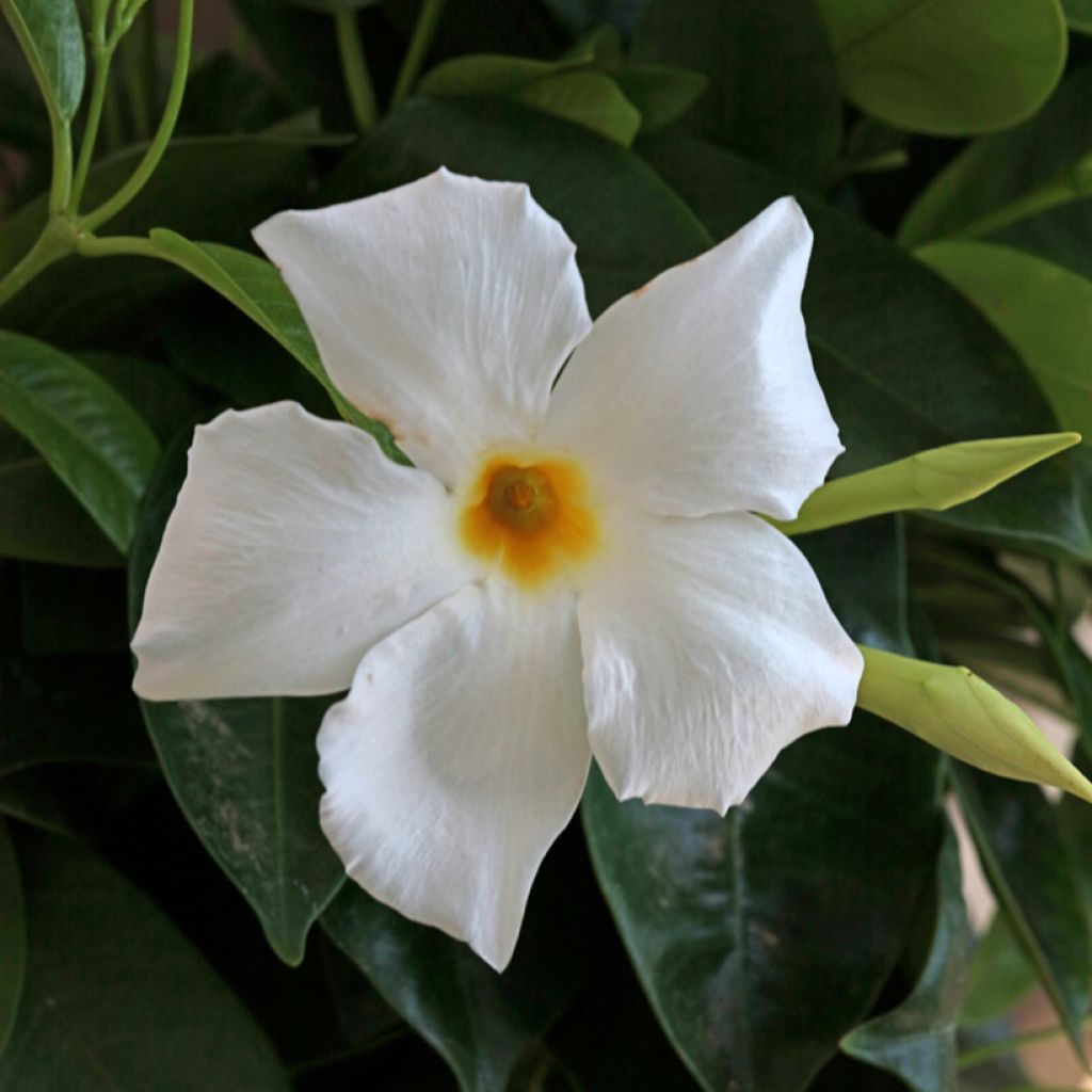 Ruusumaljaköynnös BELLA White