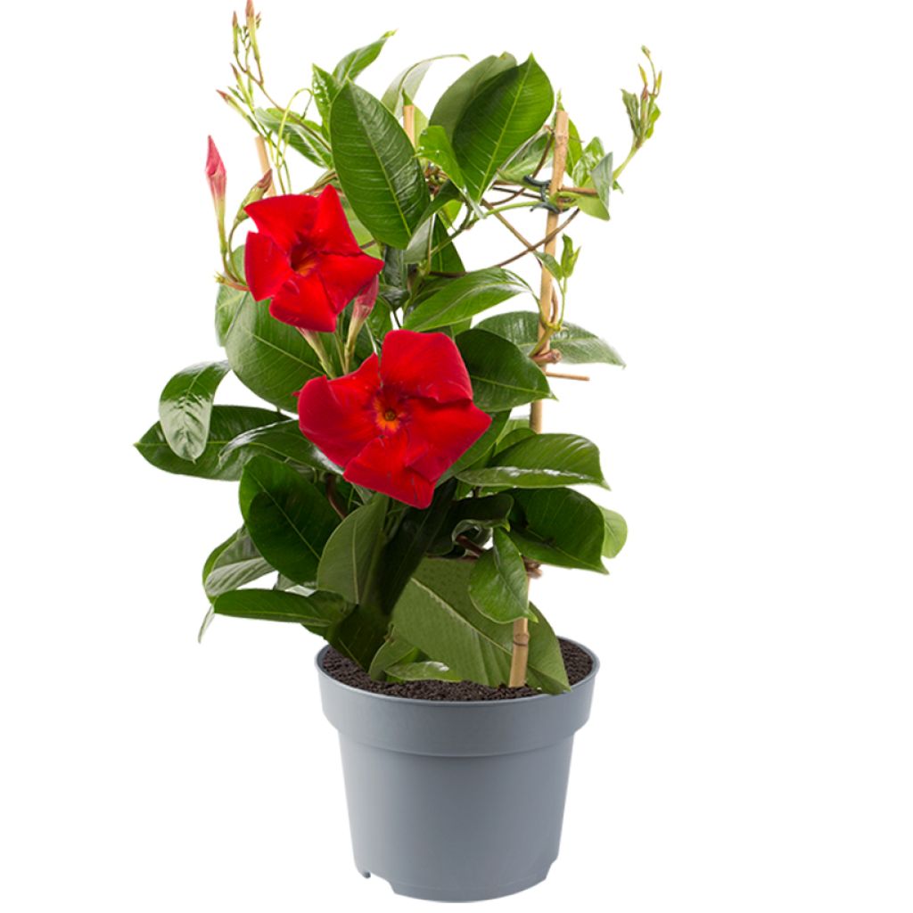 Maljaköynnös Diamantina Jade XXL Red