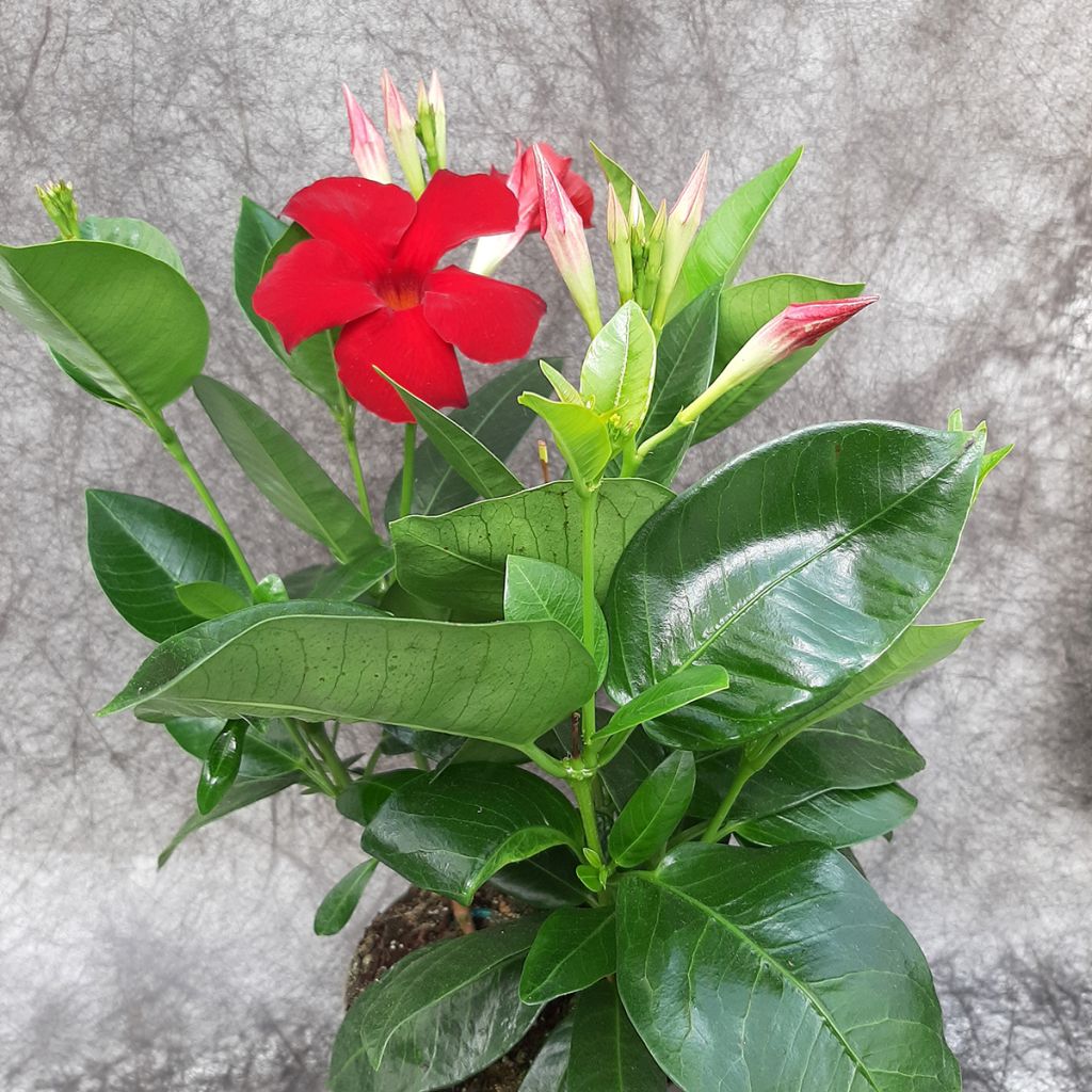 Maljaköynnös Diamantina Jade XXL Red