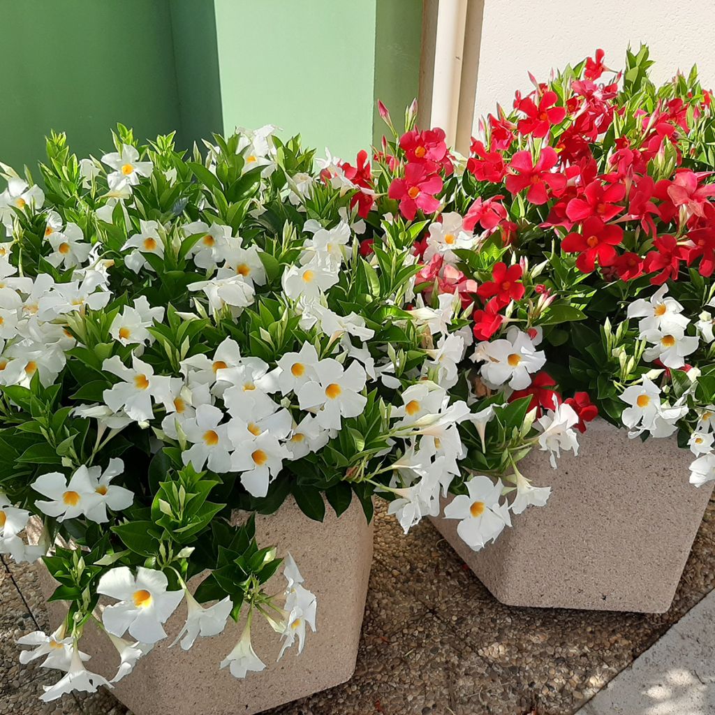 Maljaköynnös Diamantina Jade XXL Red