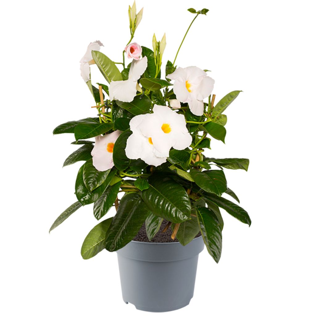Maljaköynnös Jade XXL White