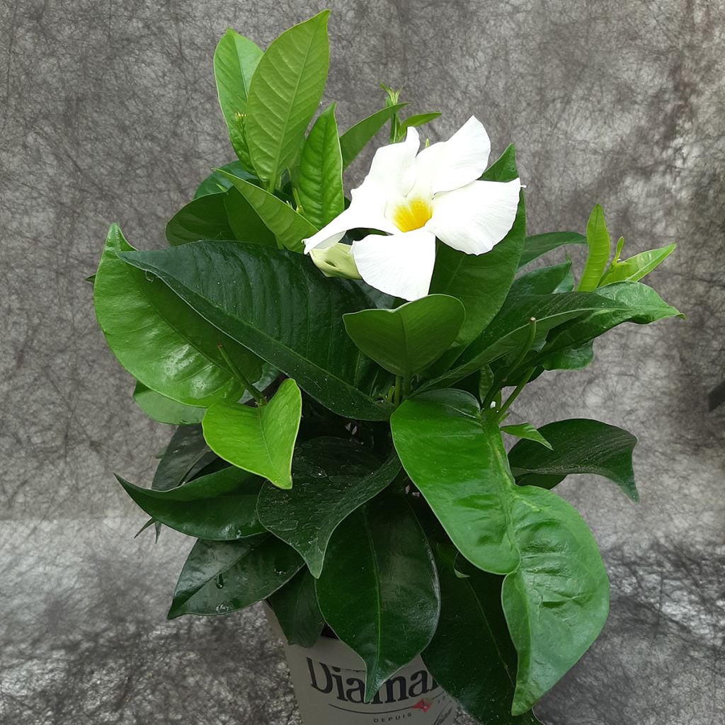 Maljaköynnös Jade XXL White