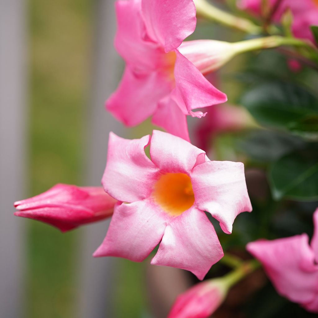 Maljaköynnös Diamantina Jade Rose