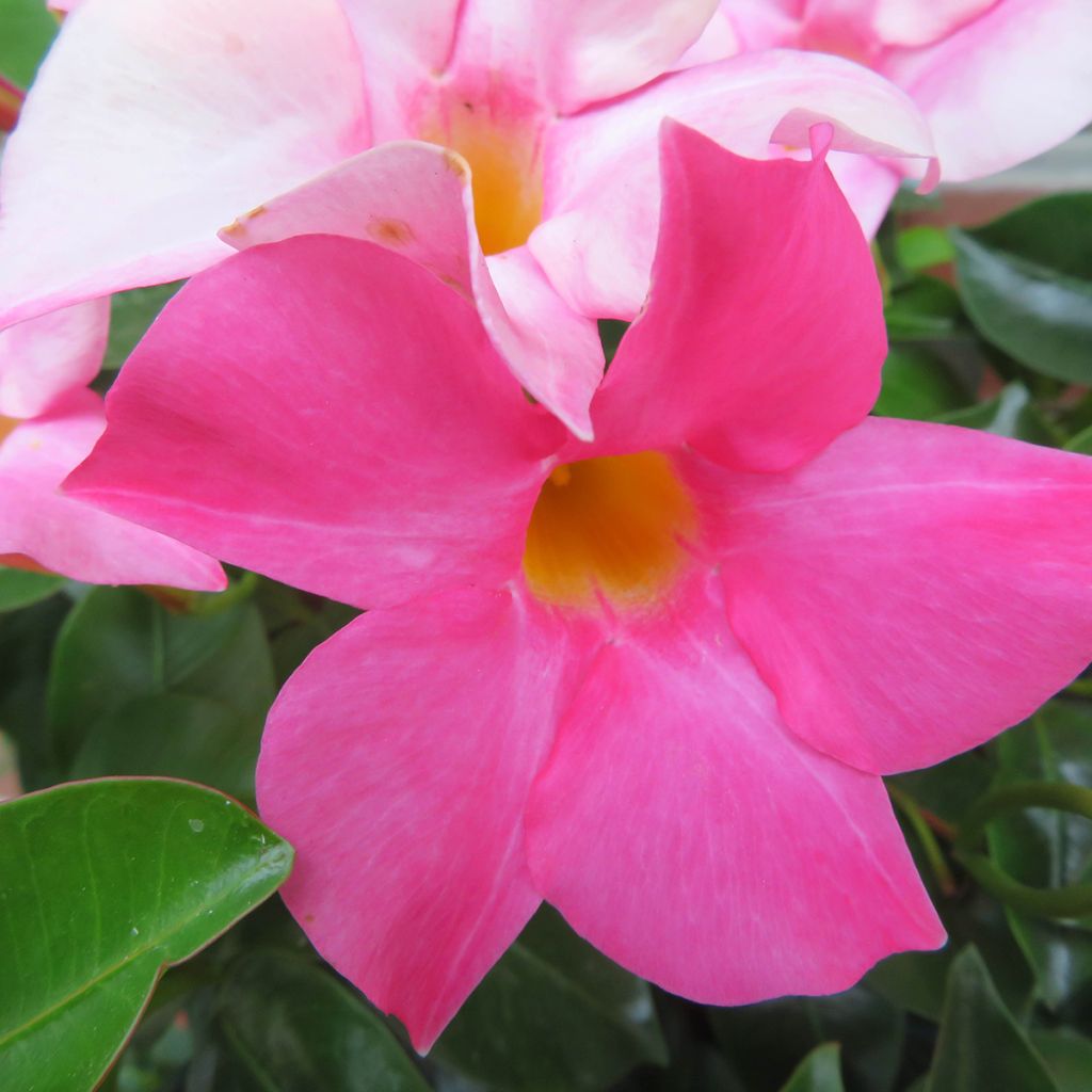 Maljaköynnös Diamantina Jade Rose