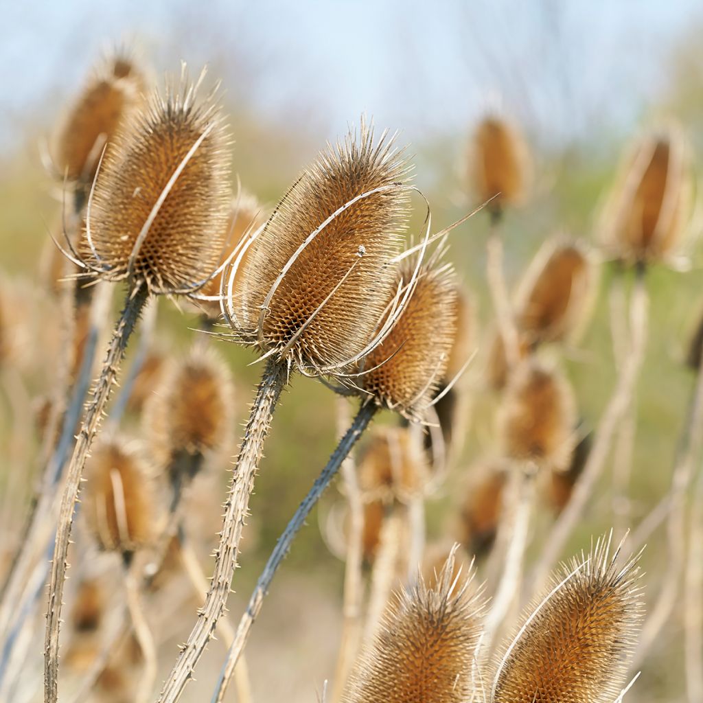 Laidunkarstaohdake - Dipsacus fullonum