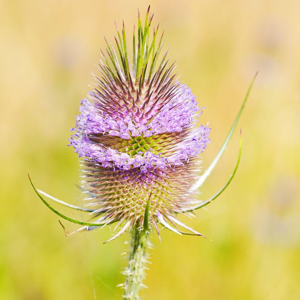 Laidunkarstaohdake - Dipsacus fullonum