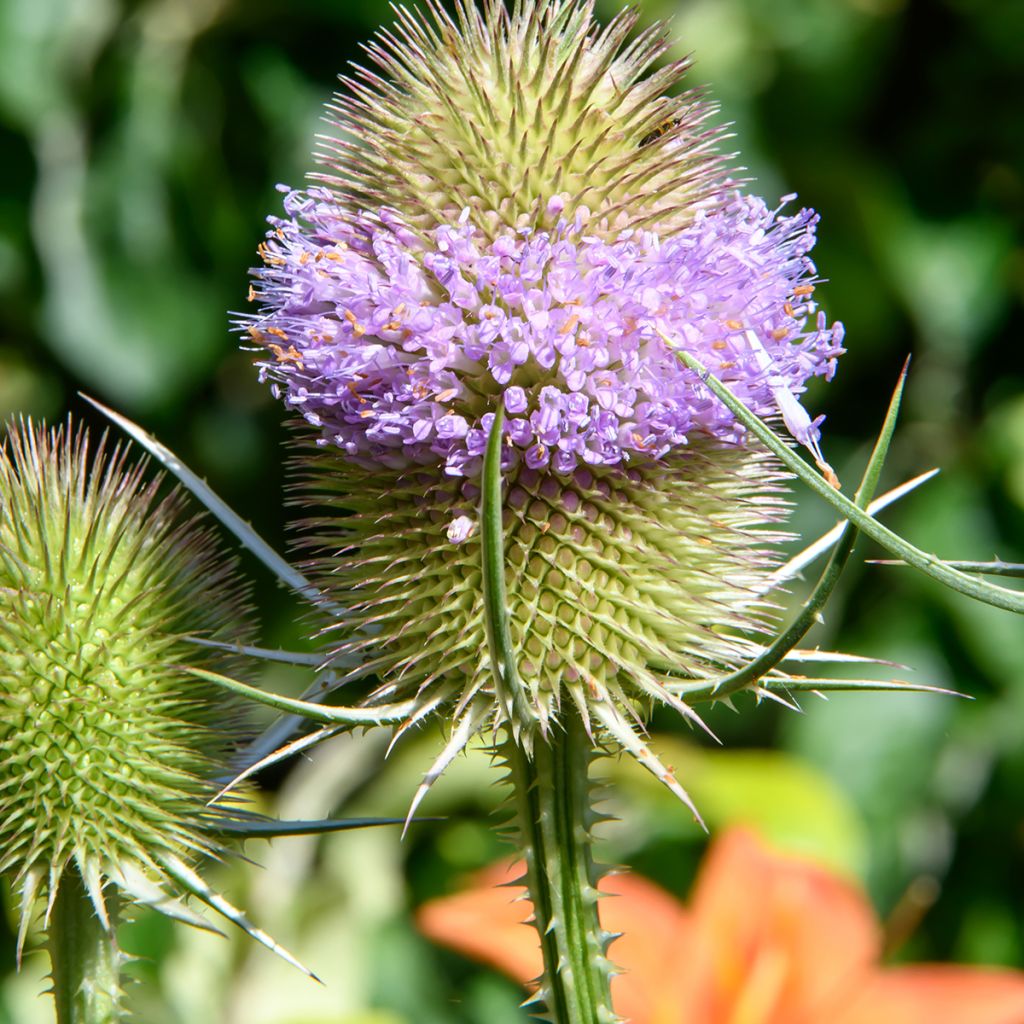 Laidunkarstaohdake luomu (siemenet) - Dipsacus fullonum