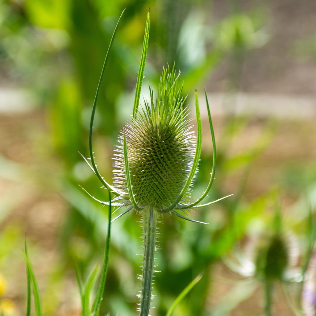 Laidunkarstaohdake luomu (siemenet) - Dipsacus fullonum