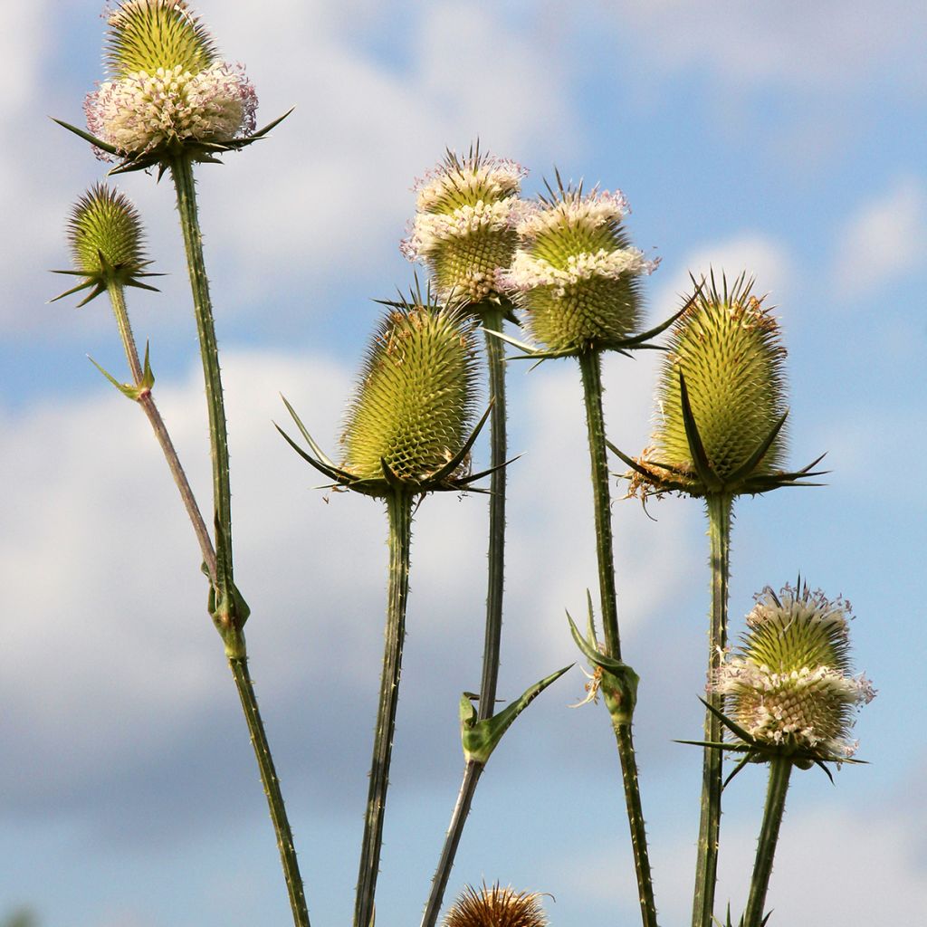 Laidunkarstaohdake luomu (siemenet) - Dipsacus fullonum