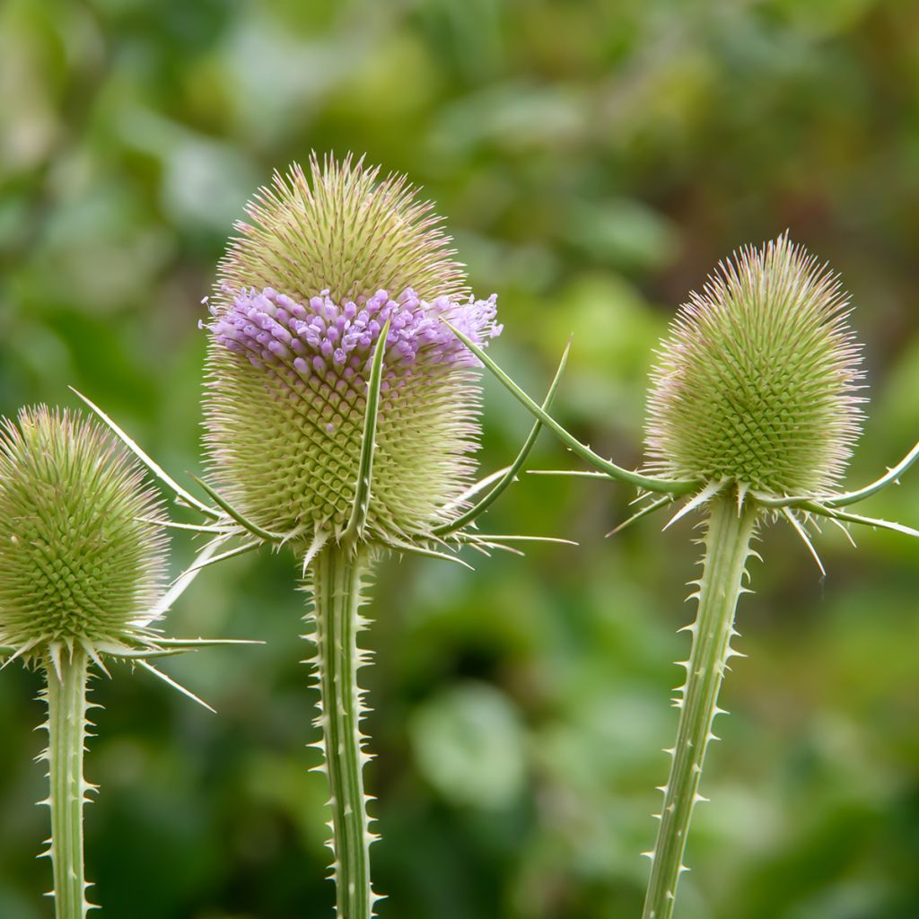 Laidunkarstaohdake luomu (siemenet) - Dipsacus fullonum
