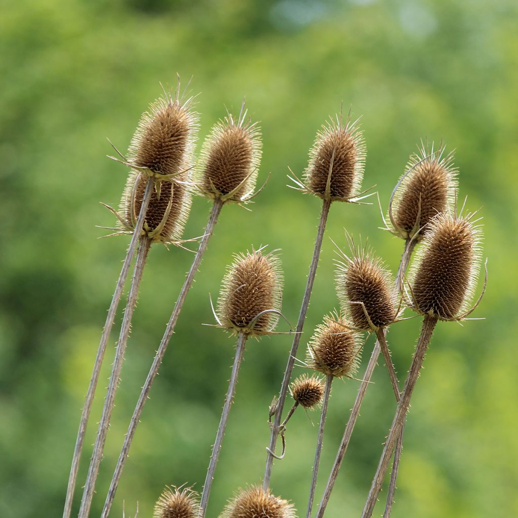 Laidunkarstaohdake luomu (siemenet) - Dipsacus fullonum