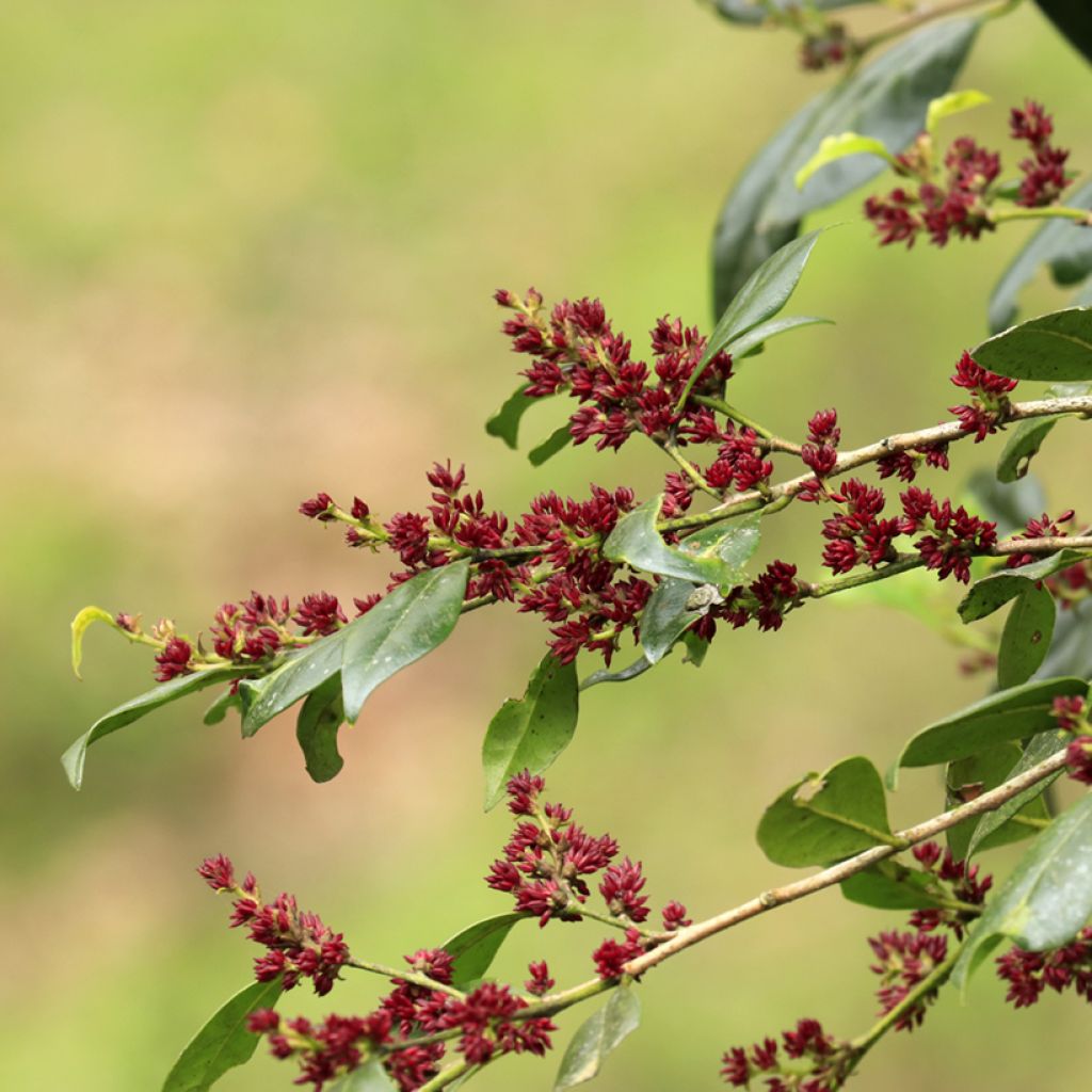 Distylium racemosum