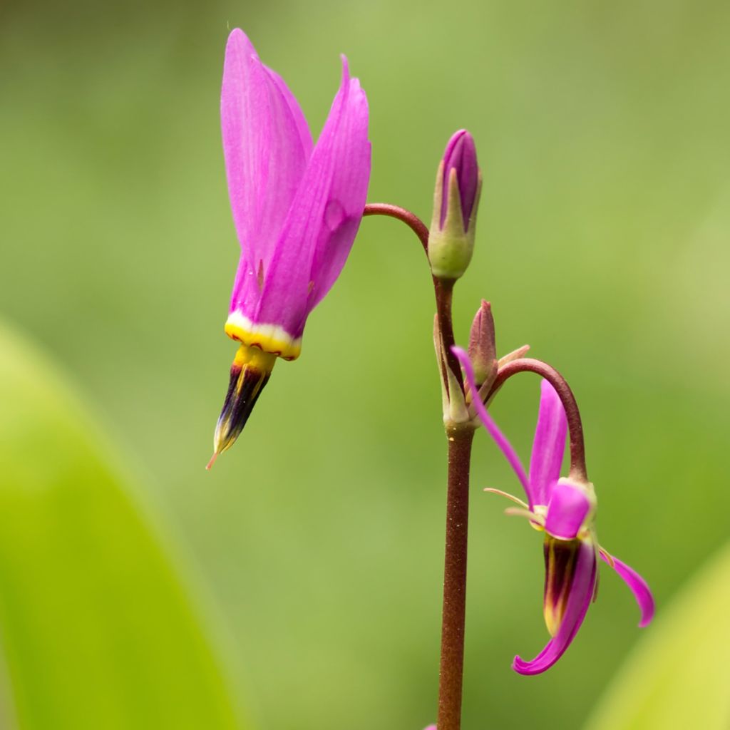 Vuorijumaltenkukka - Dodecatheon meadia