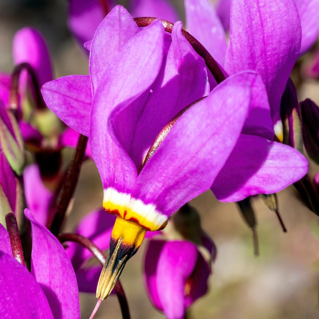Vuorijumaltenkukka - Dodecatheon meadia