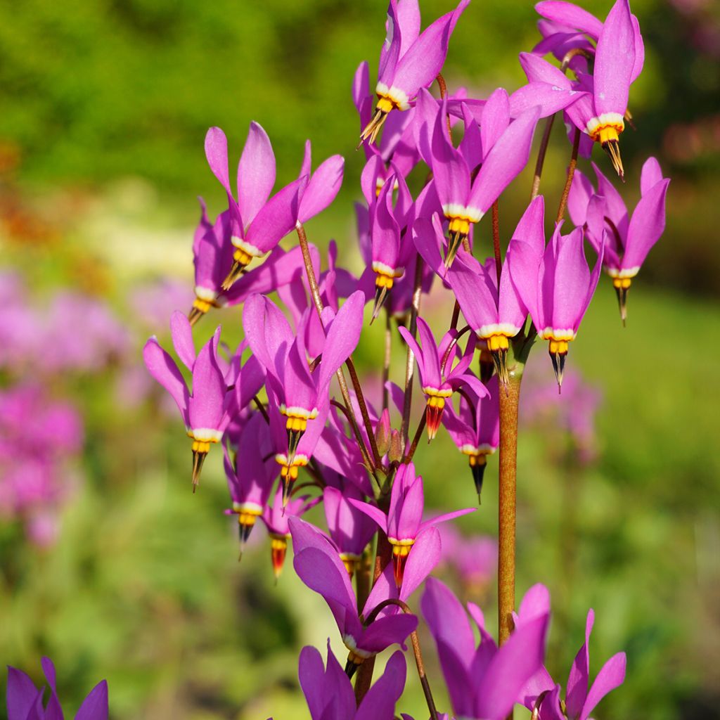 Vuorijumaltenkukka - Dodecatheon meadia
