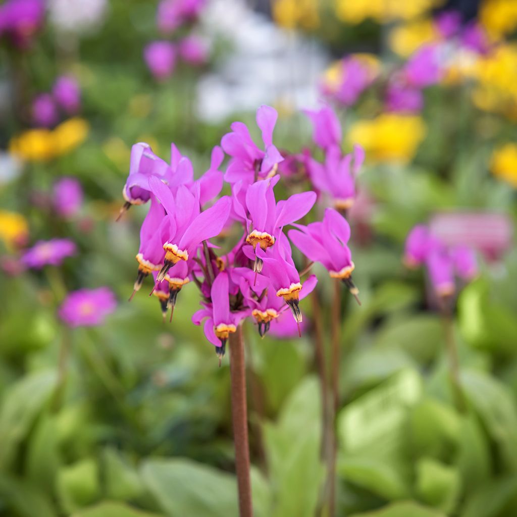 Vuorijumaltenkukka - Dodecatheon meadia