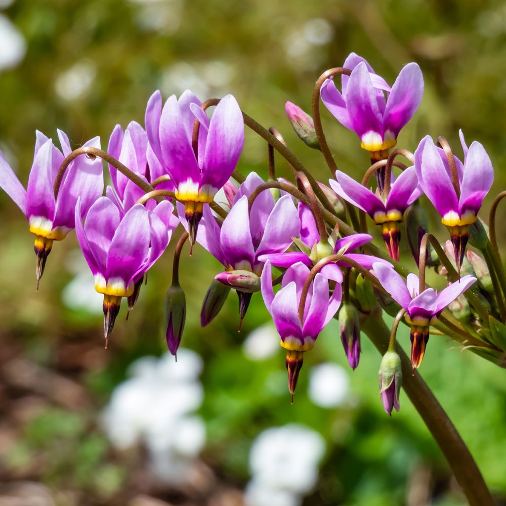 Vuorijumaltenkukka - Dodecatheon meadia
