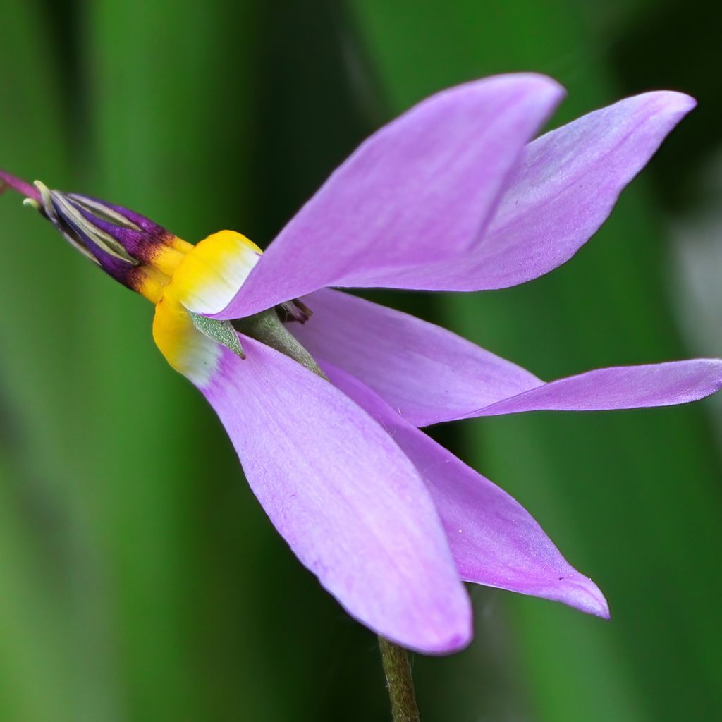 Vuorijumaltenkukka - Dodecatheon meadia