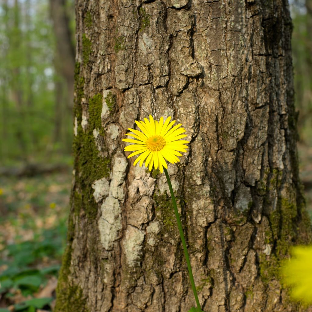 Suvivuohenjuuri - Doronicum pardalianches
