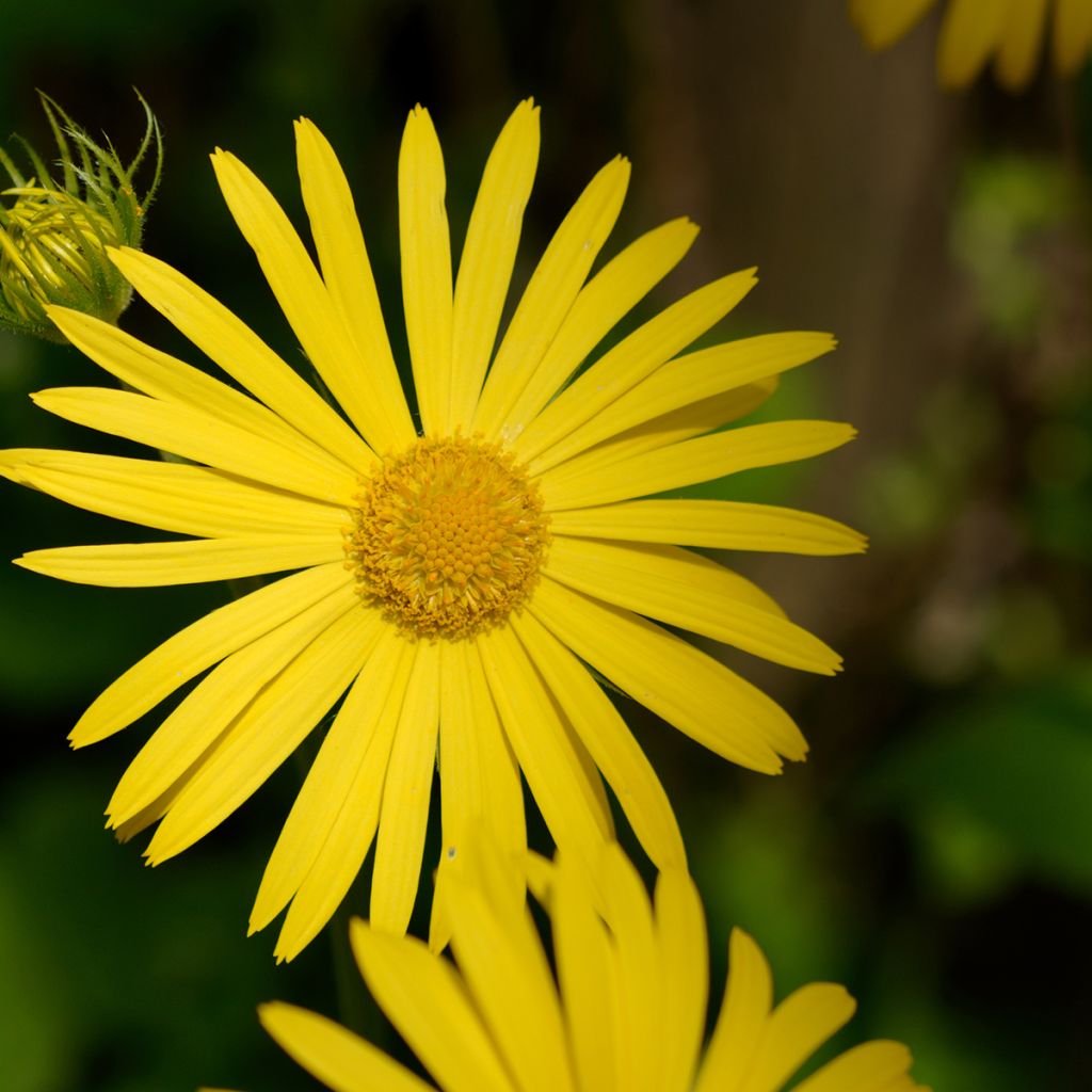 Suvivuohenjuuri - Doronicum pardalianches
