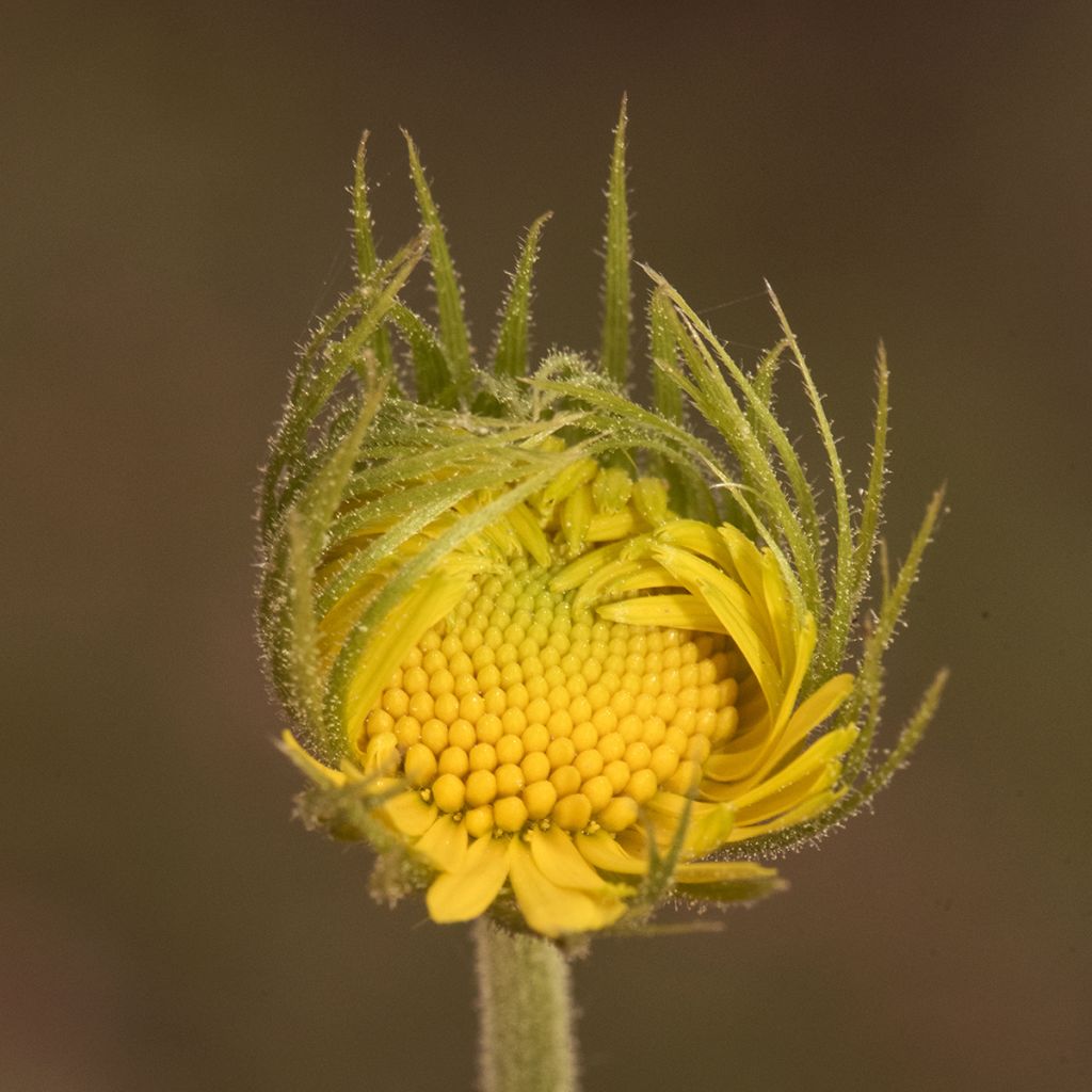 Isovuohenjuuri Excelsum