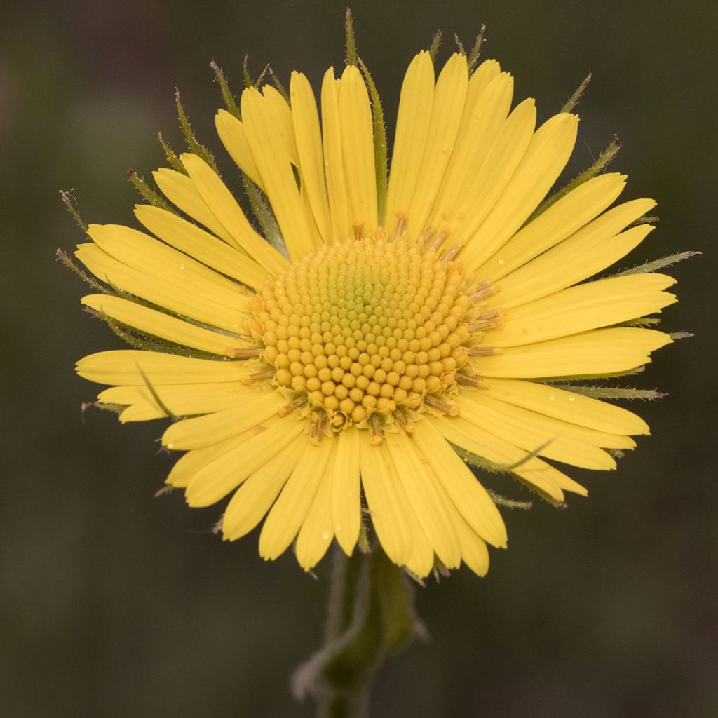 Isovuohenjuuri Excelsum