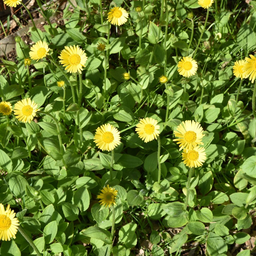 Isovuohenjuuri Excelsum