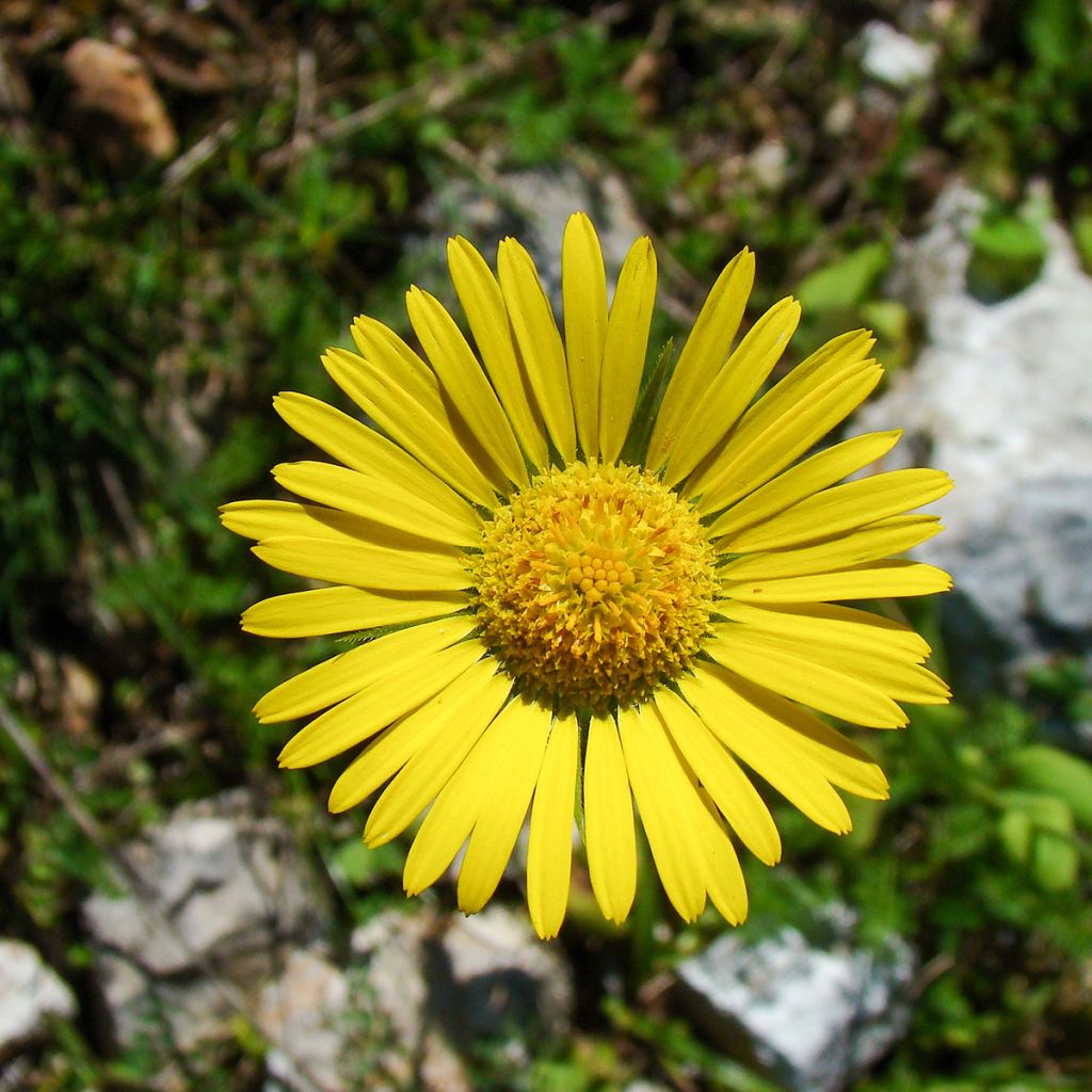 Isovuohenjuuri Excelsum