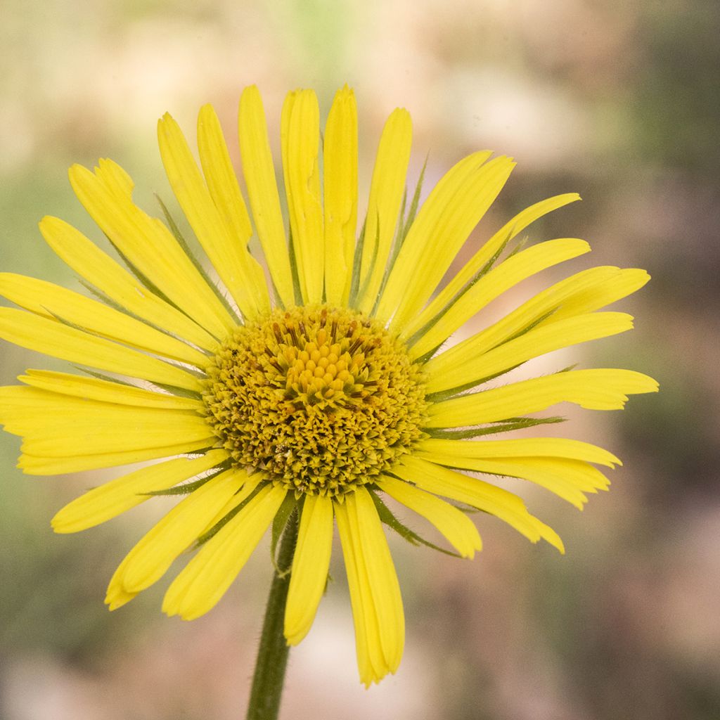 Isovuohenjuuri Excelsum