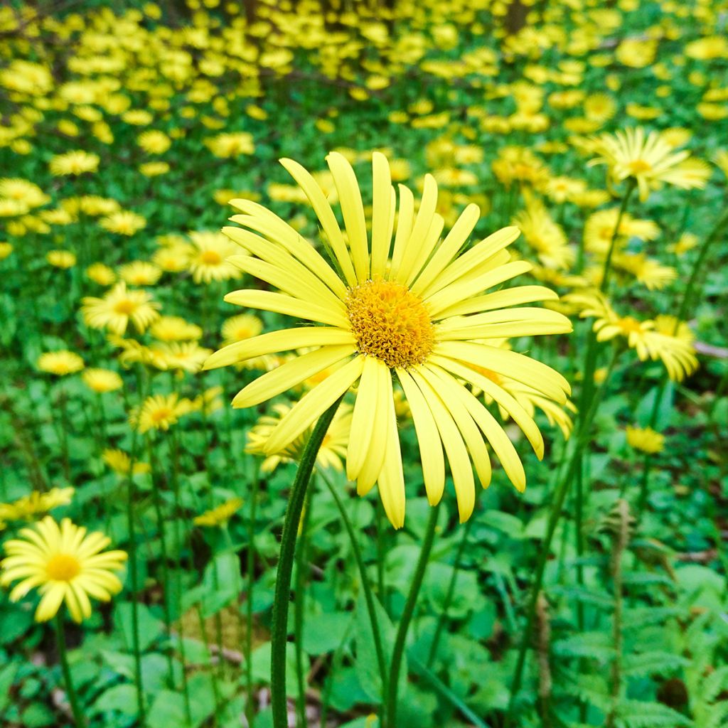 Isovuohenjuuri Excelsum