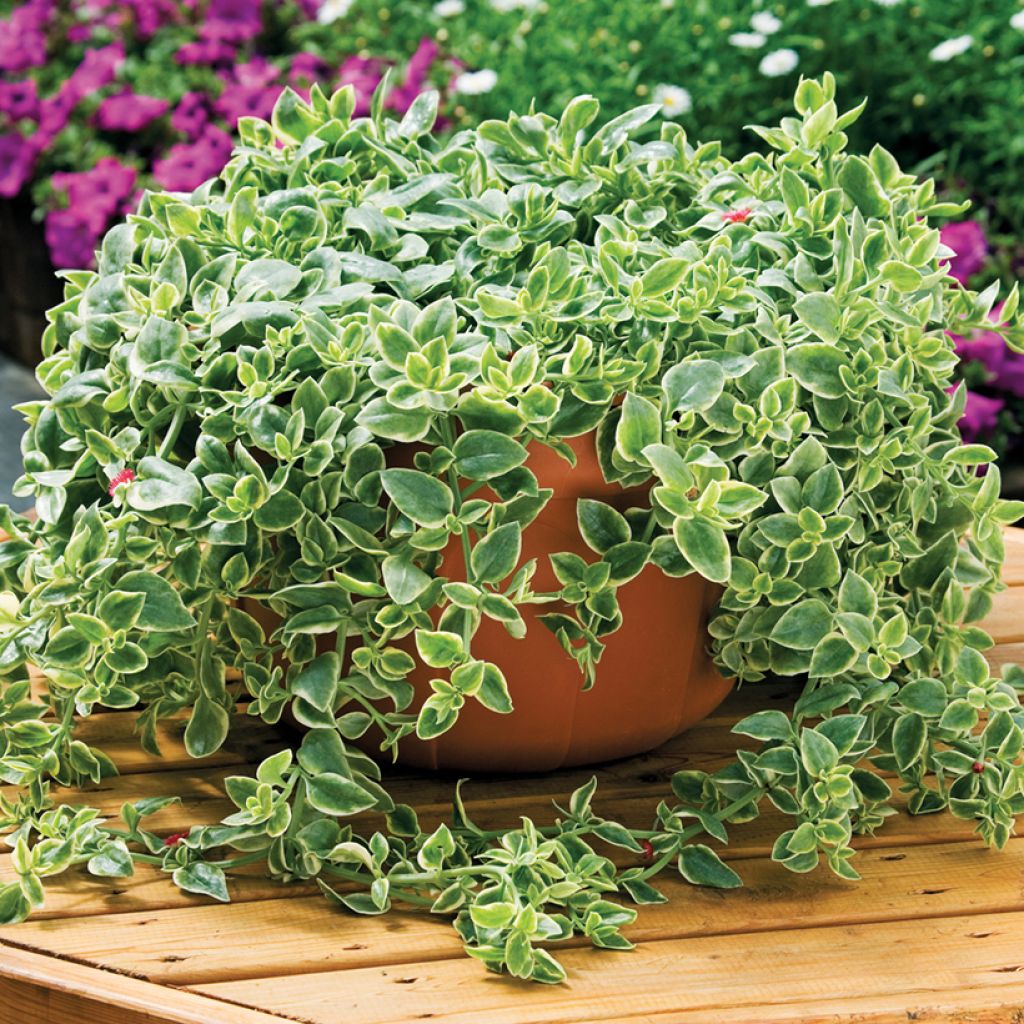 Mesiherttalehti Mezoo Trailing RED