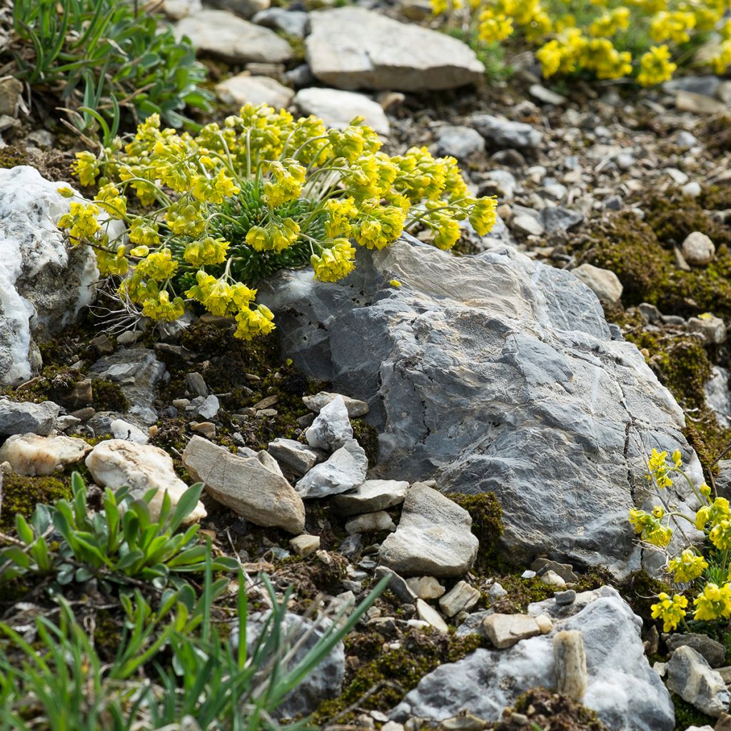 Neulakynsimö - Draba aizoides