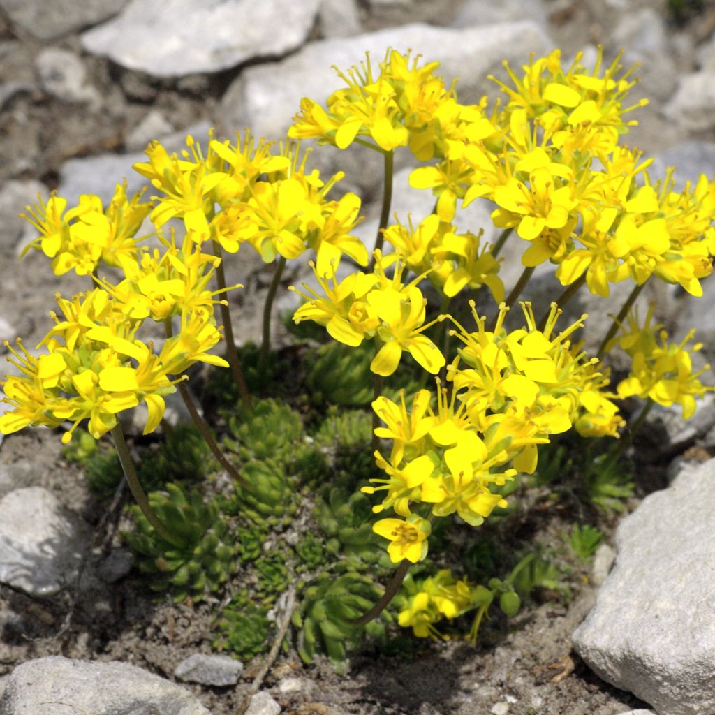 Neulakynsimö - Draba aizoides