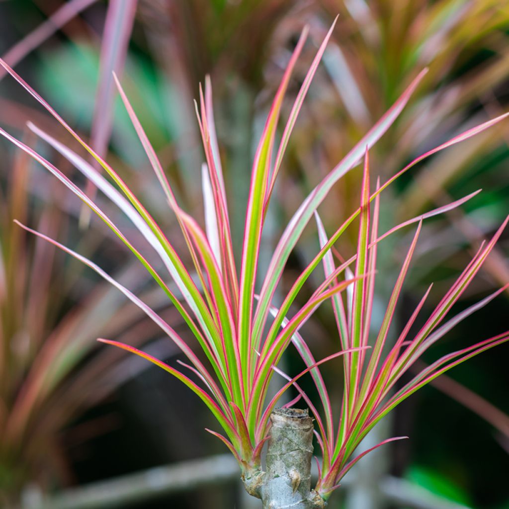 Sirotraakkipuu Bicolor