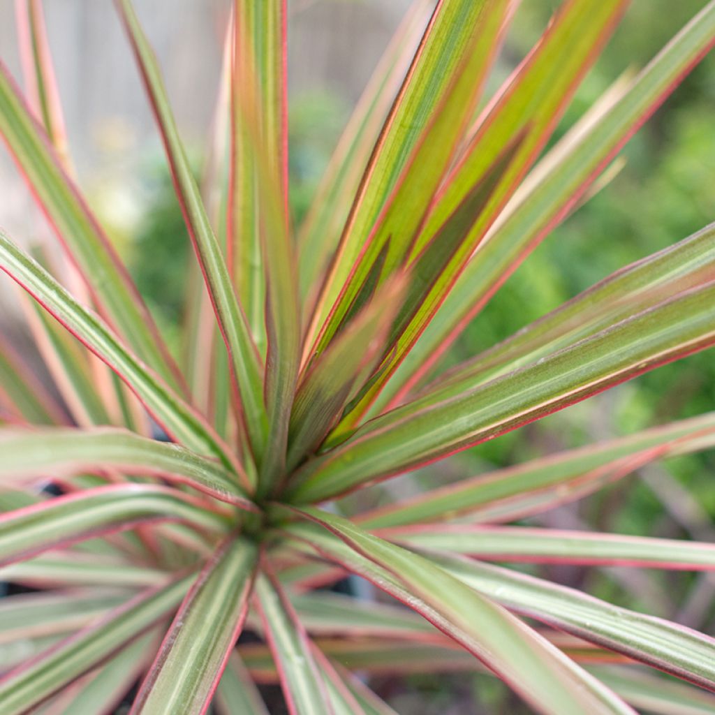 Sirotraakkipuu Bicolor