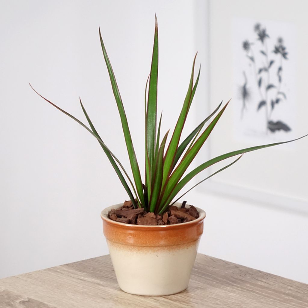Sirotraakkipuu - Dracaena reflexa var. angustifolia