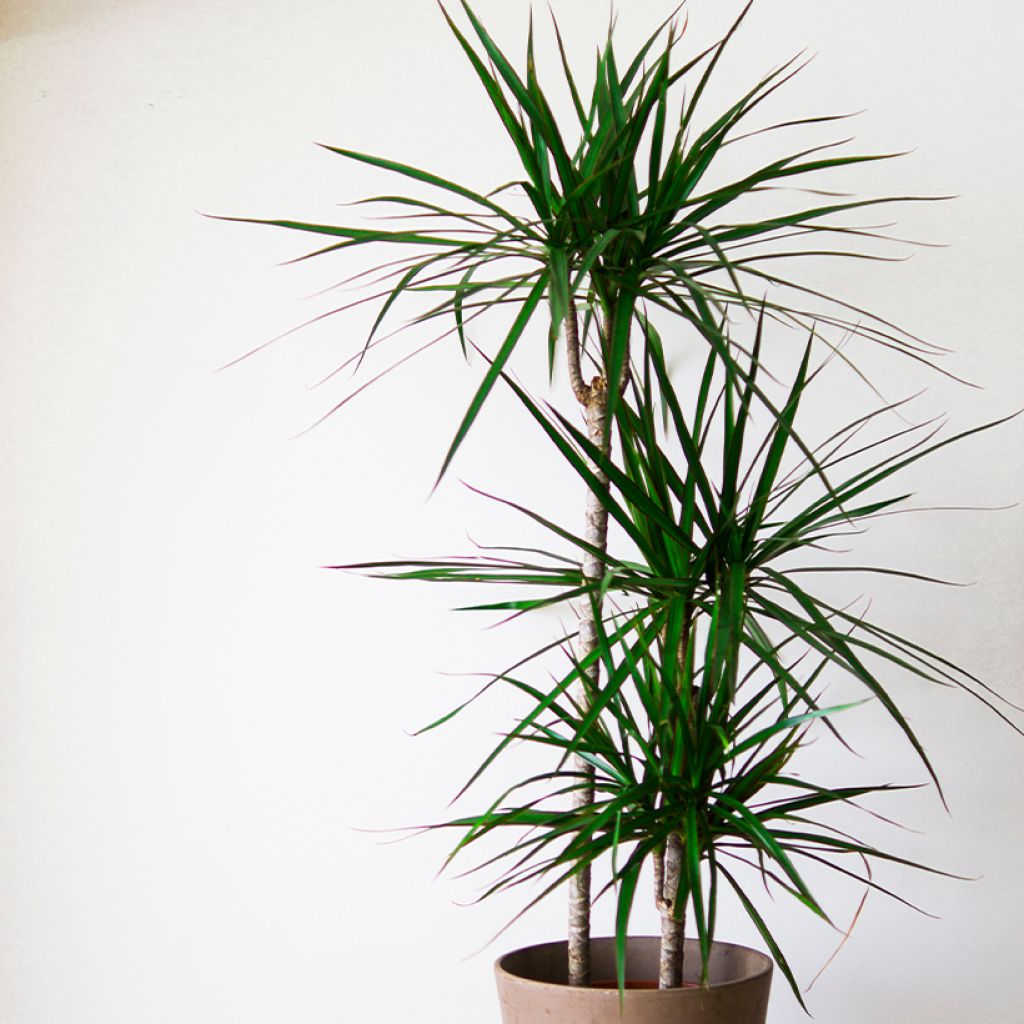 Sirotraakkipuu - Dracaena reflexa var. angustifolia