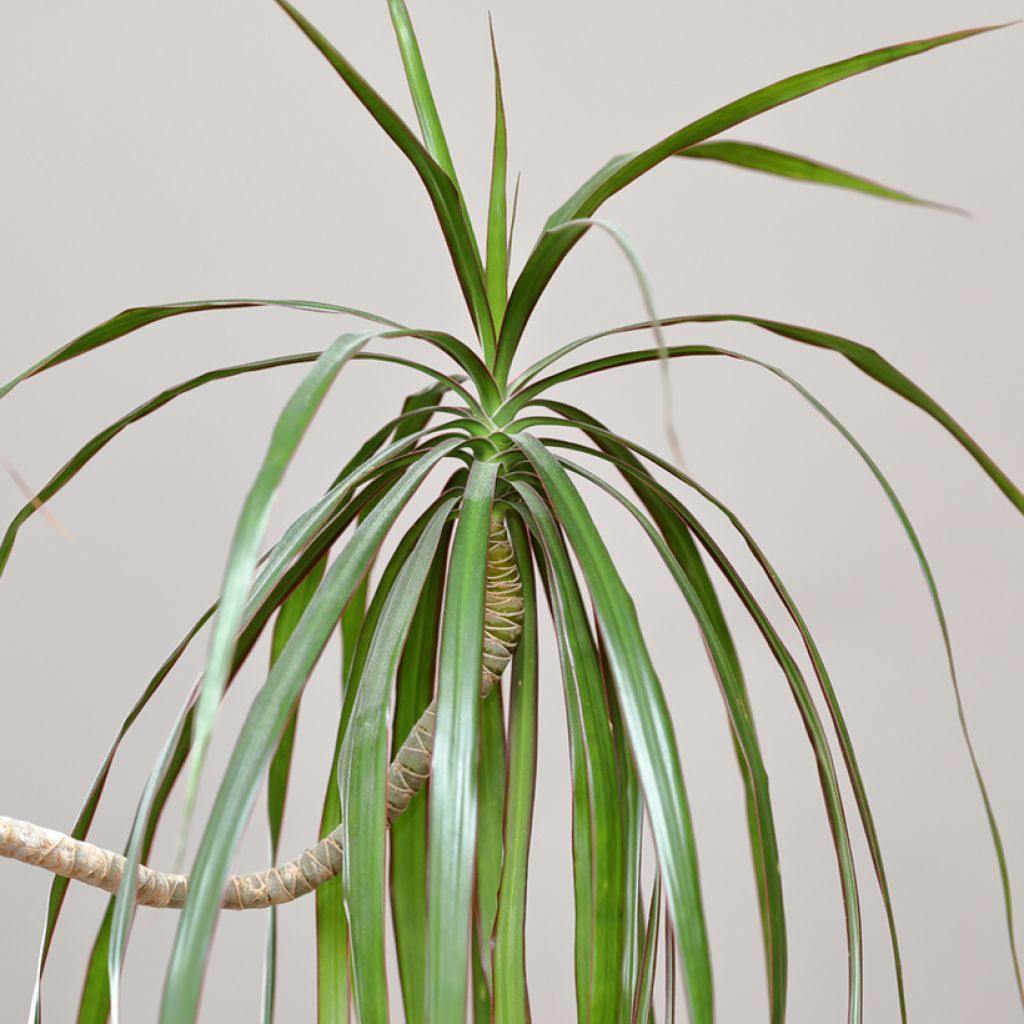 Sirotraakkipuu - Dracaena reflexa var. angustifolia